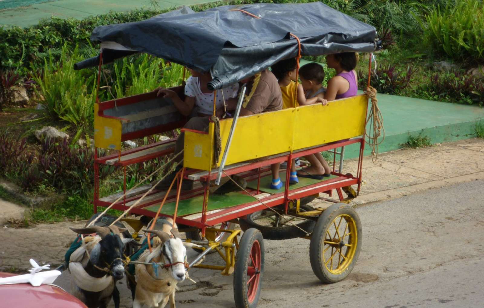 Vinales Cuba Goat Carriage