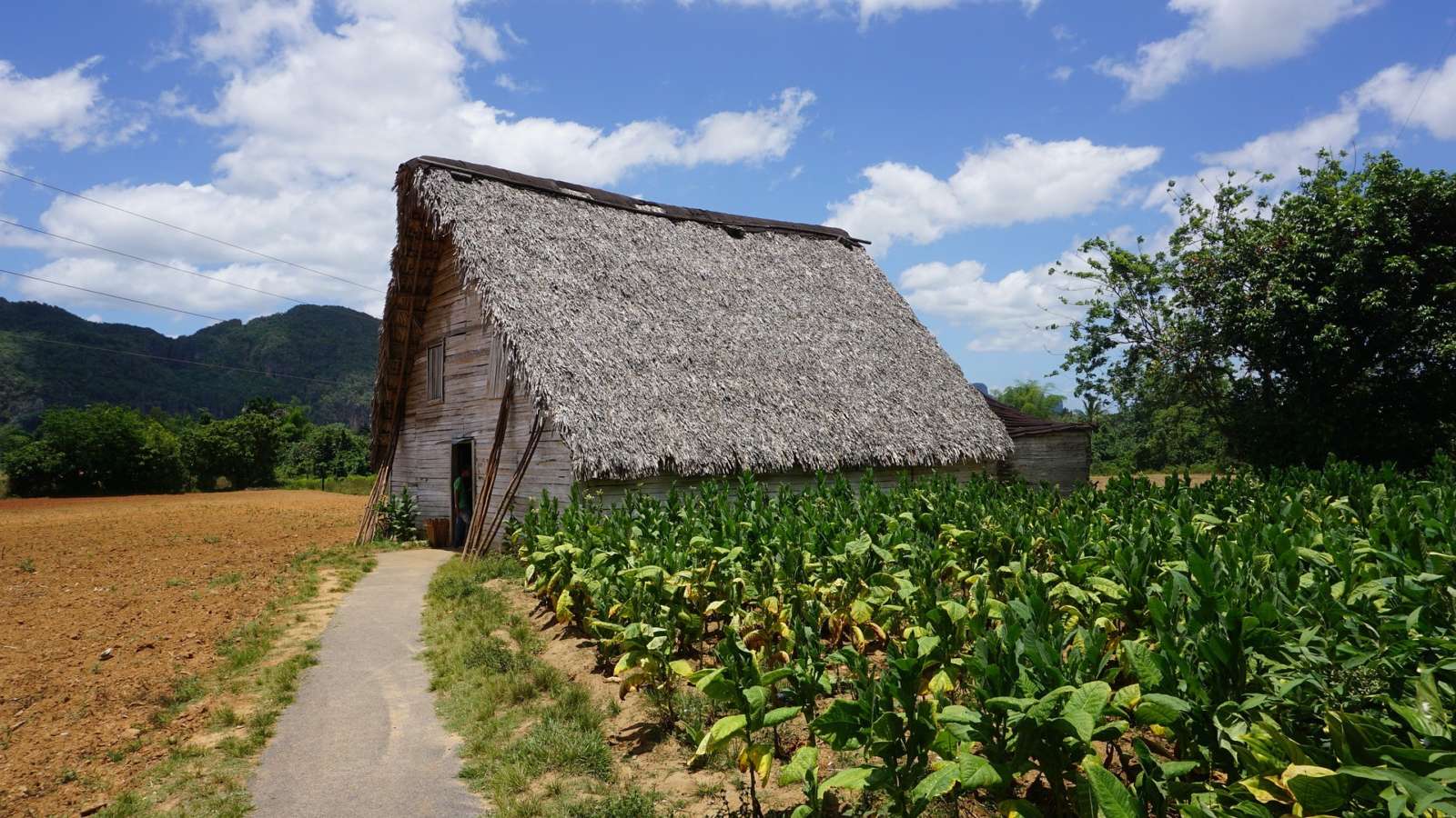 Vinales Cuba Tobacco Barn