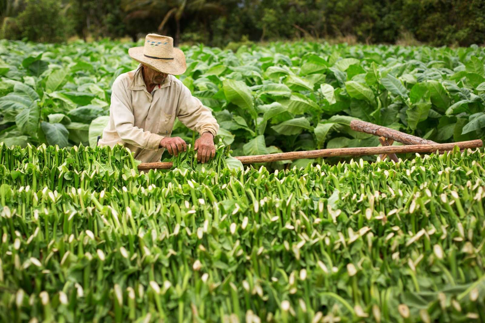 Tobacco farmer harvesting leaves in Vinales, Cuba