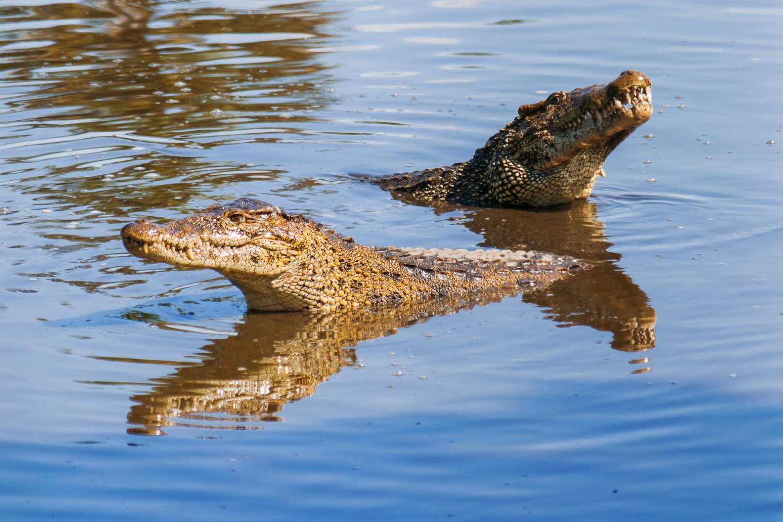 Cuban crocodiles in the Zapata Peninsula, Cuba