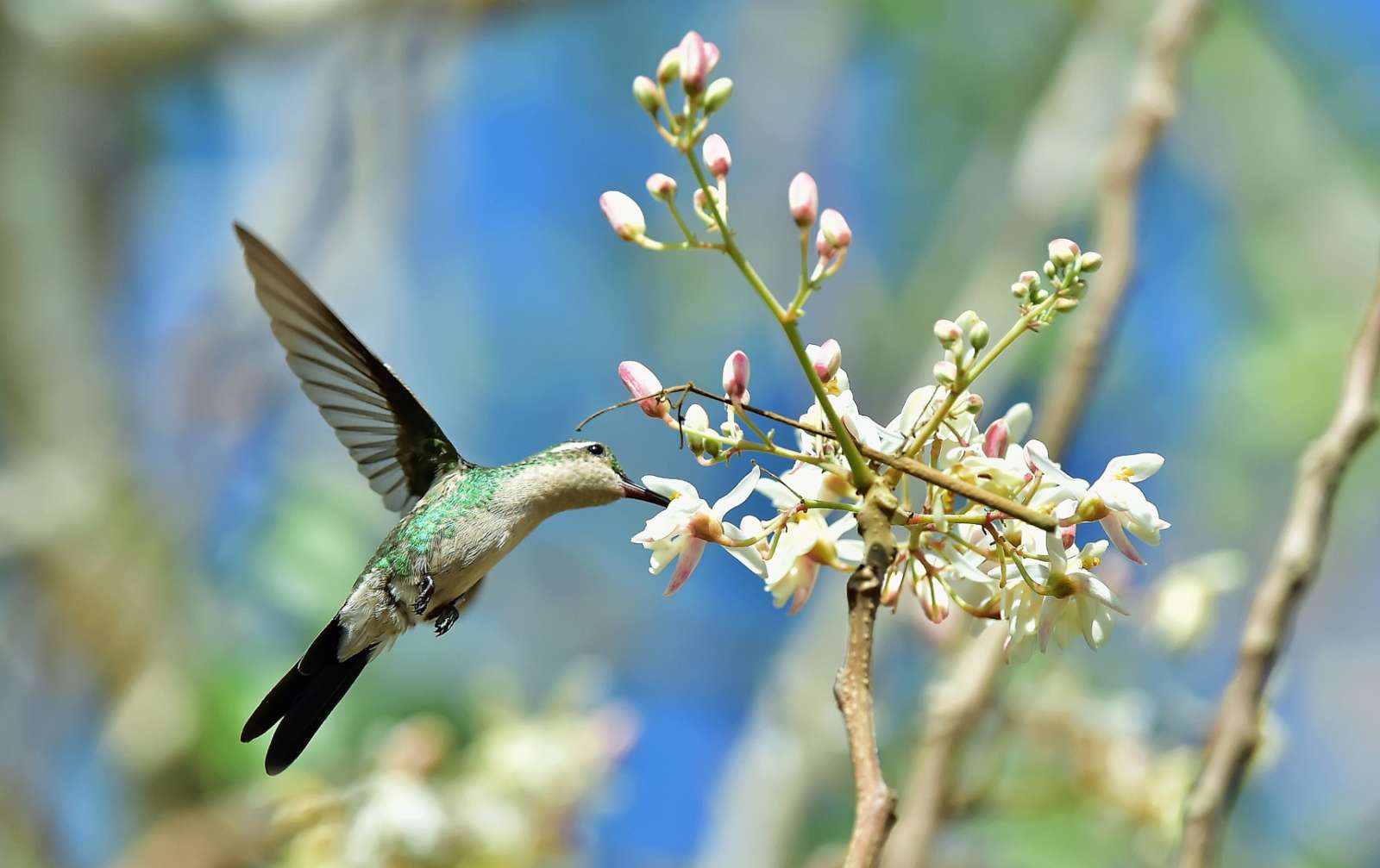 Cuban Bee Hummingbird in the Zapata Peninsula