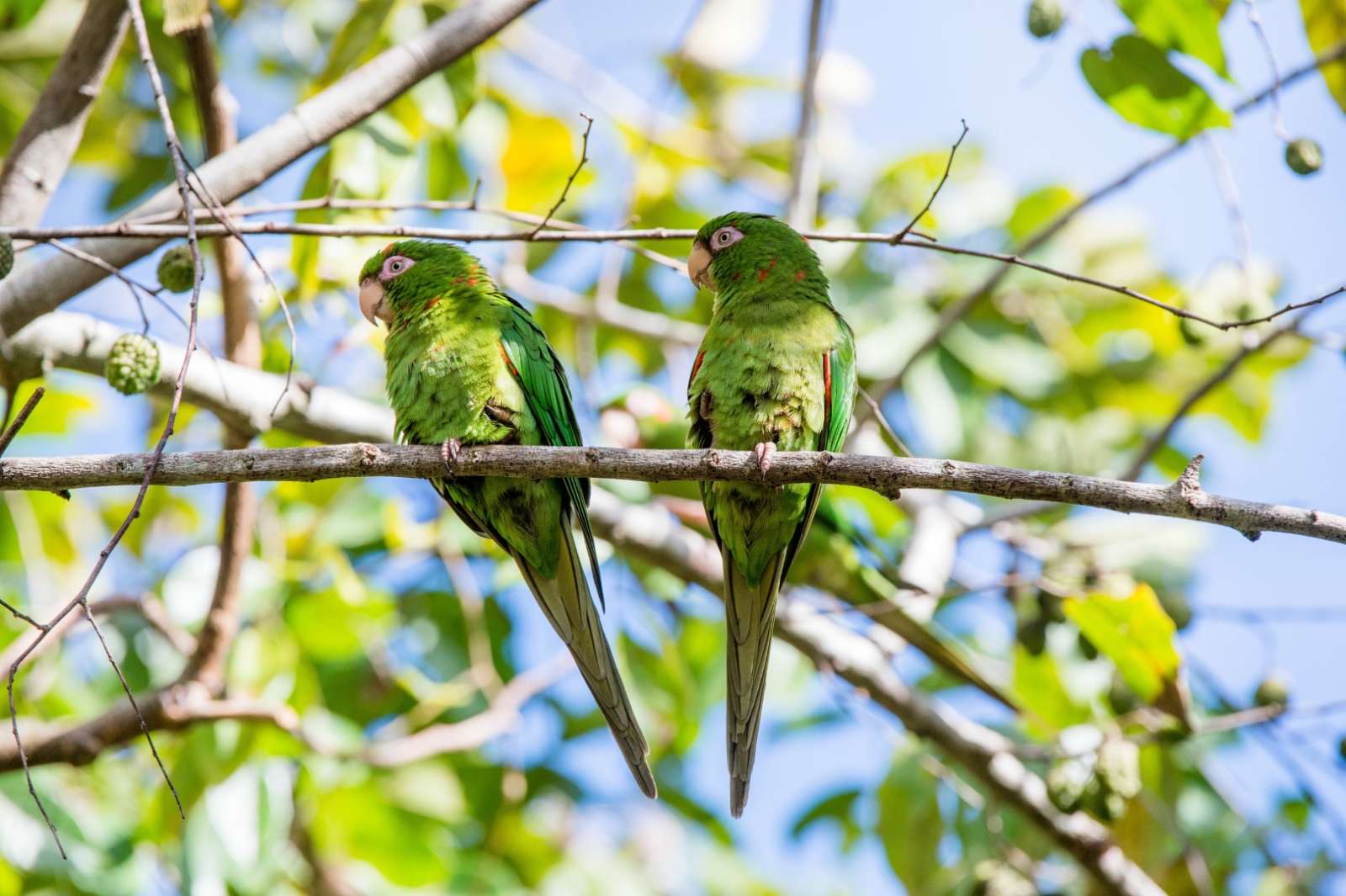 Cuban Parakeets in the Zapata Peninsula