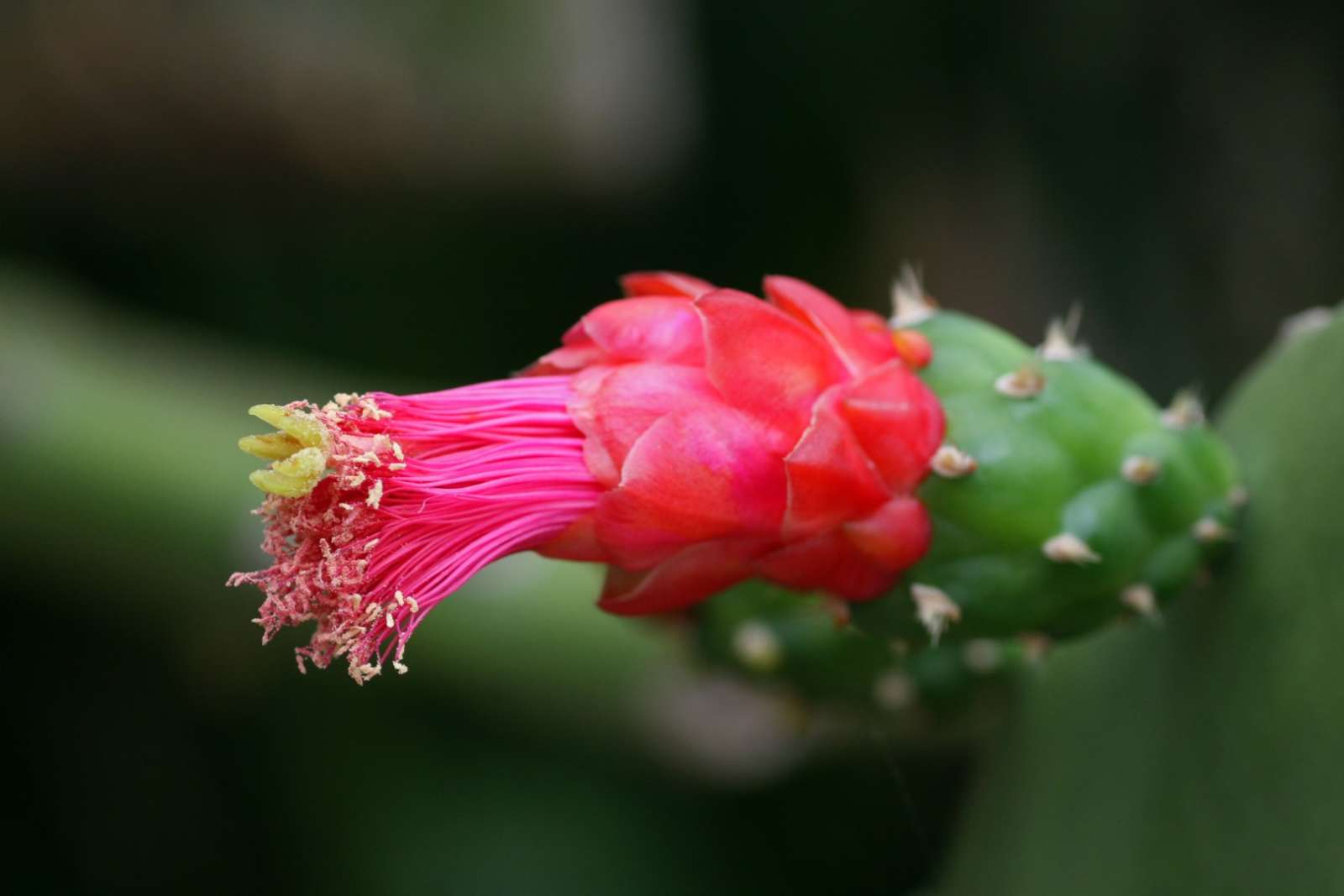 Opuntia flower in the Zapata Peninsula, Cuba