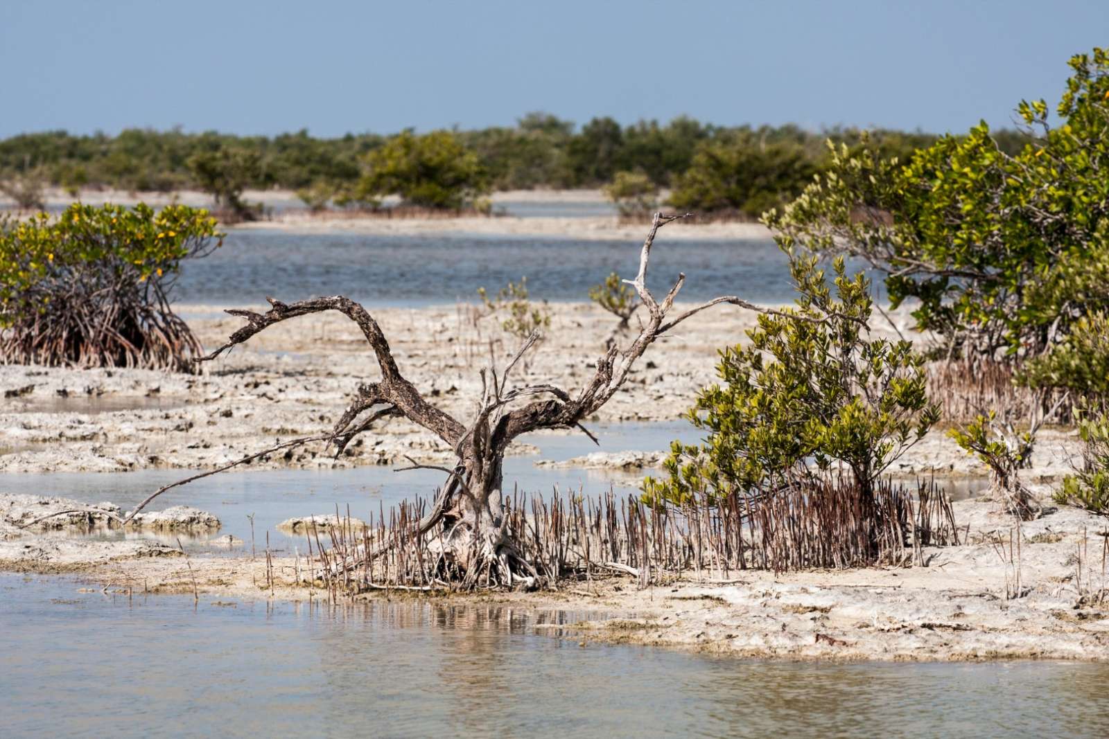 Zapata Peninsula Cuba Mangrove