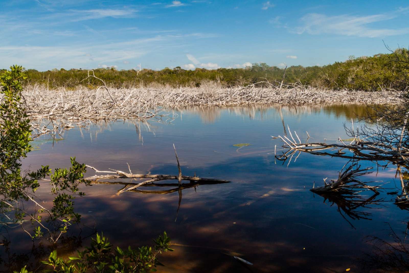 Mangrove forest in the Zapata Peninsula