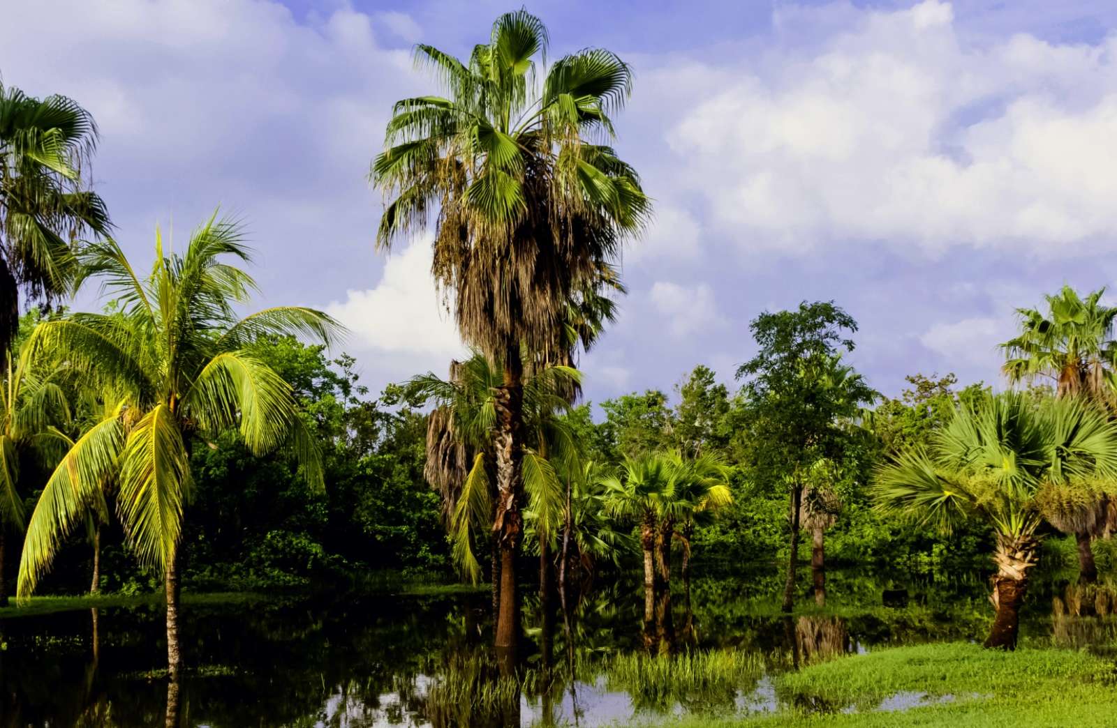 Mangrove swamp in the Zapata Peninsula of Cuba