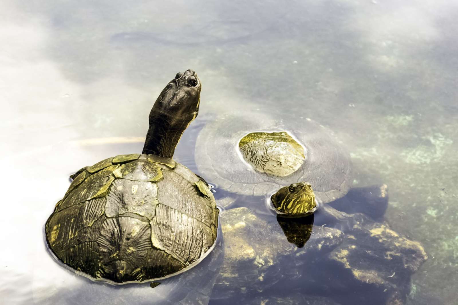 Cuban Slider Turtle in the Zapata Peninsula