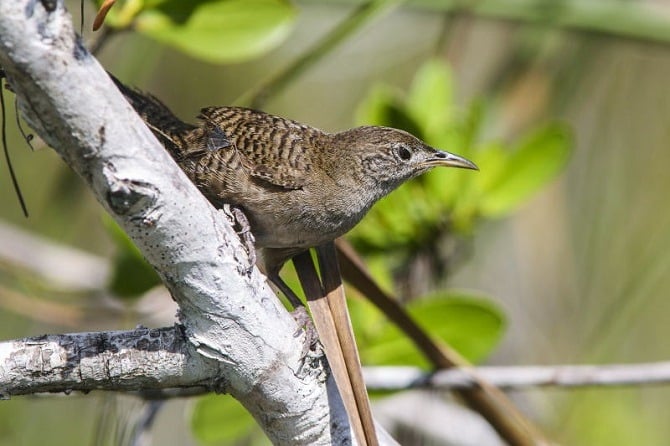 The Zapata Wren in Cuba