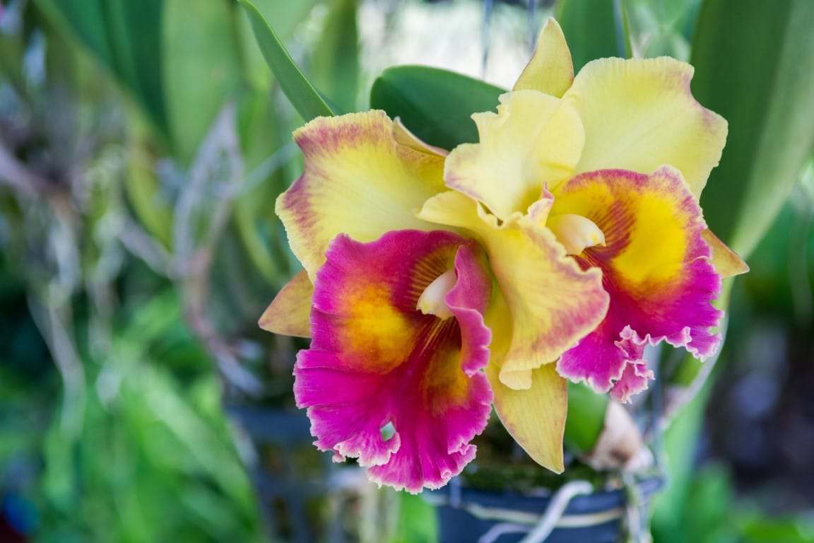 Visit to an orchid farm in Coban, Guatemala