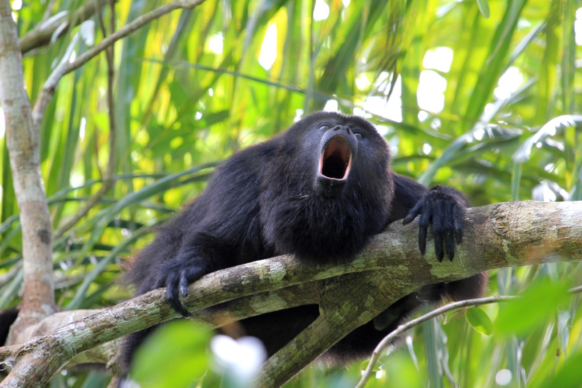 A howler monkey as found in Guatemala