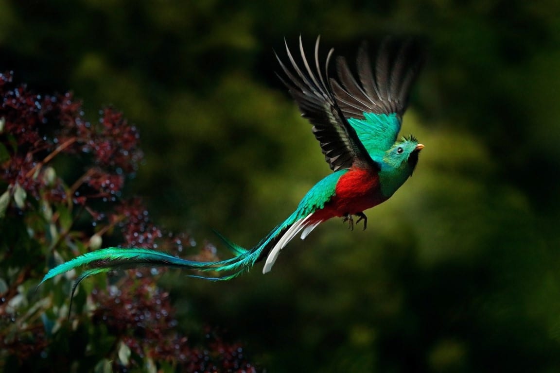 The Quetzal is the national bird of Guatemala