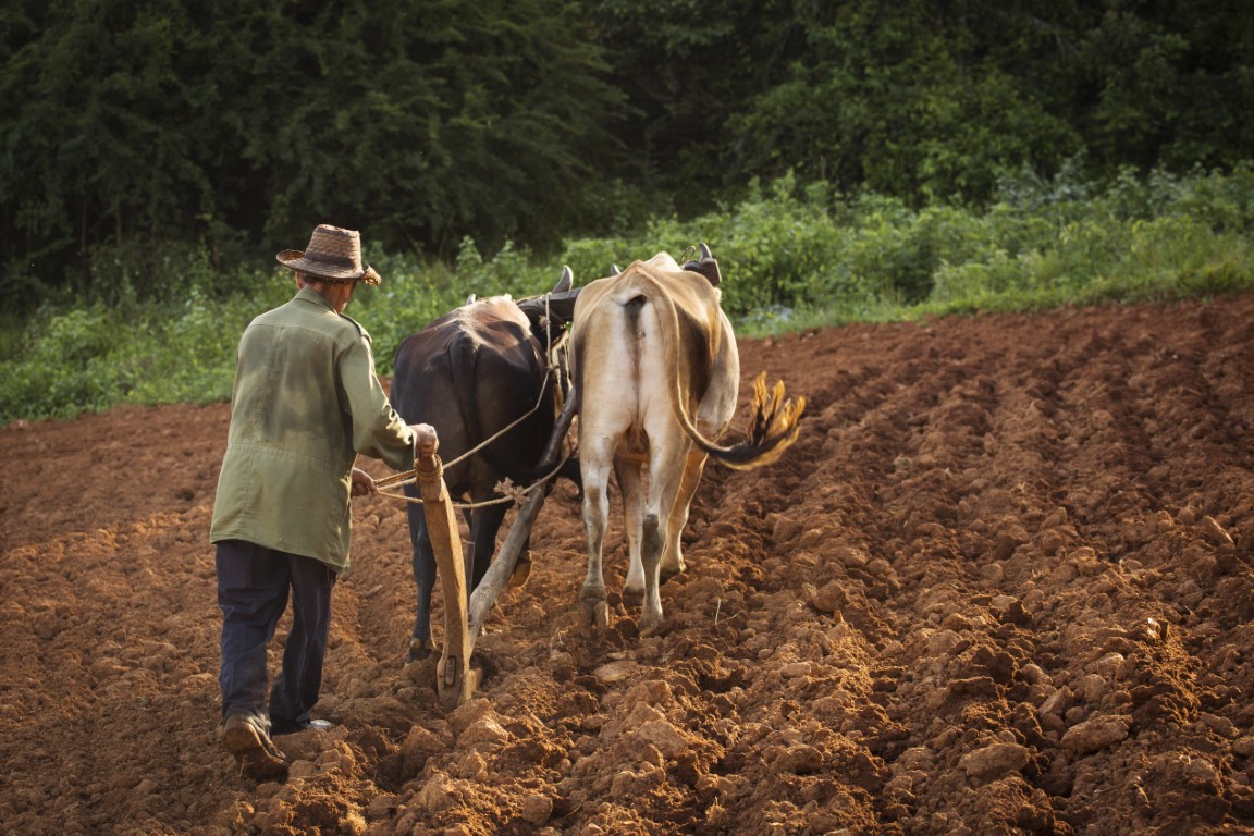 A farmer working the soil in Vinales, Cuba