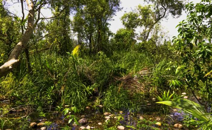 Horseback riding trips through the Zapata Peninsula of Cuba