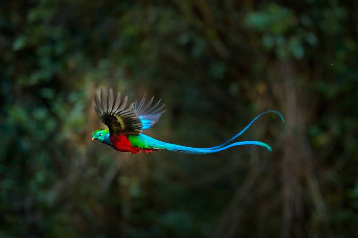 A Quetzal in-flight in Guatemala