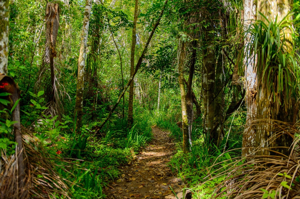 Walking trail in Topes de Collantes near Trinidad, Cuba