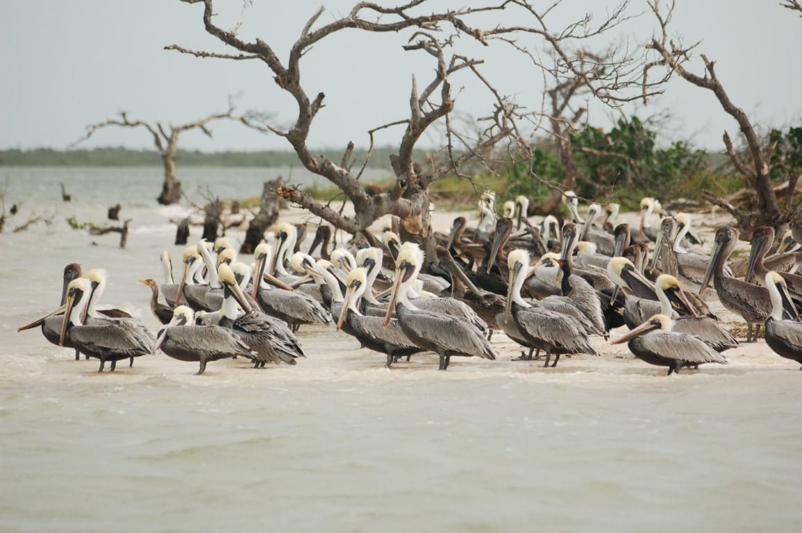 Pelicans resting along the coastal mangrove