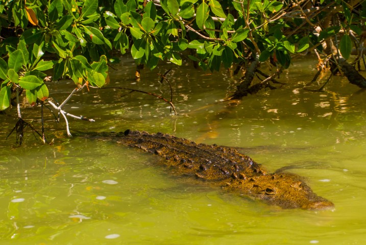 A crocodile swimming in Rio Lagartos