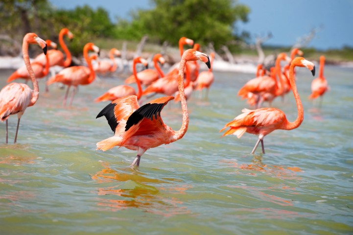 Flamingos wading in the river
