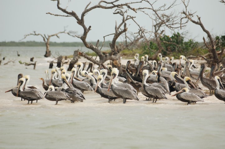 Rio Lagartos Pelicans