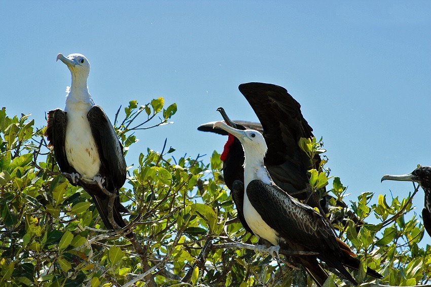 Celestun birdlife in the trees