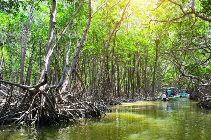 A boat trip in the Celestun mangrove