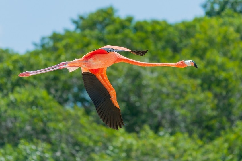 Flamingo in flight at Celestun