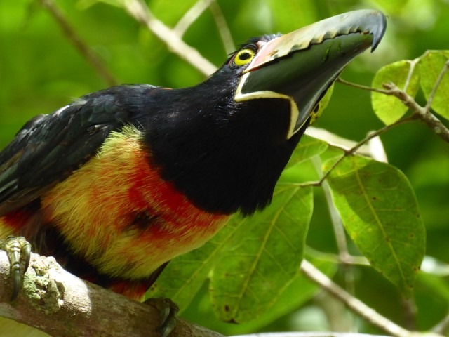 Guatemala Toucan