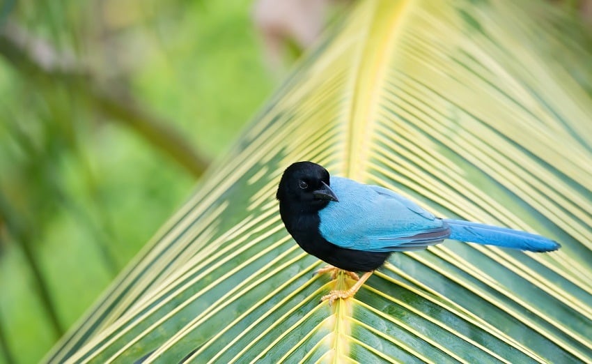 Yucatan Jay Bird on a palm branch