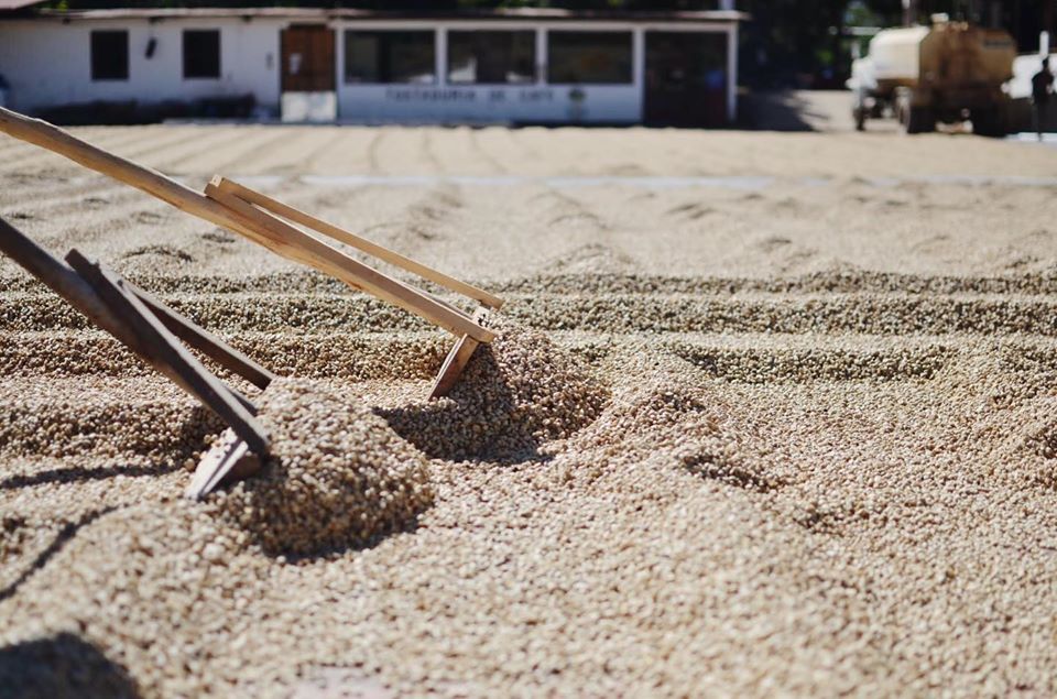 Drying coffee beans at La Azotea