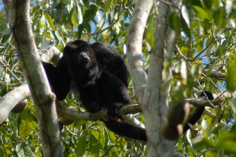 A howler monkey at Ixpanpajul Natural Park