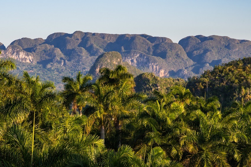 Treetops in Vinales, Cuba