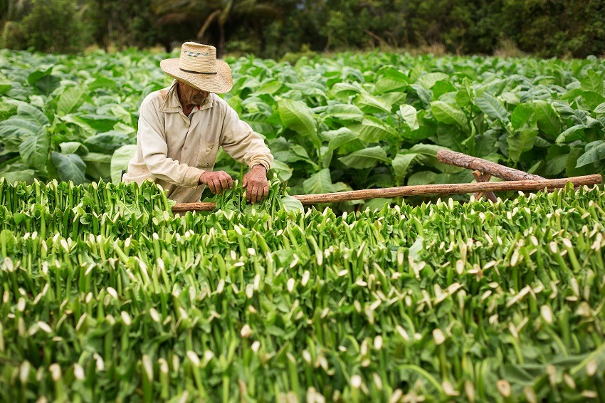 A farmer growing tobacco