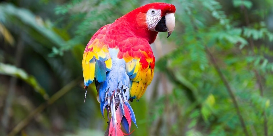 Guatemala tours Scarlet macaw in Copan Honduras
