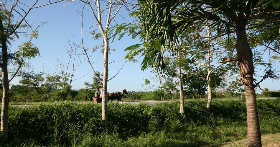 Horse and cart on Cuban road