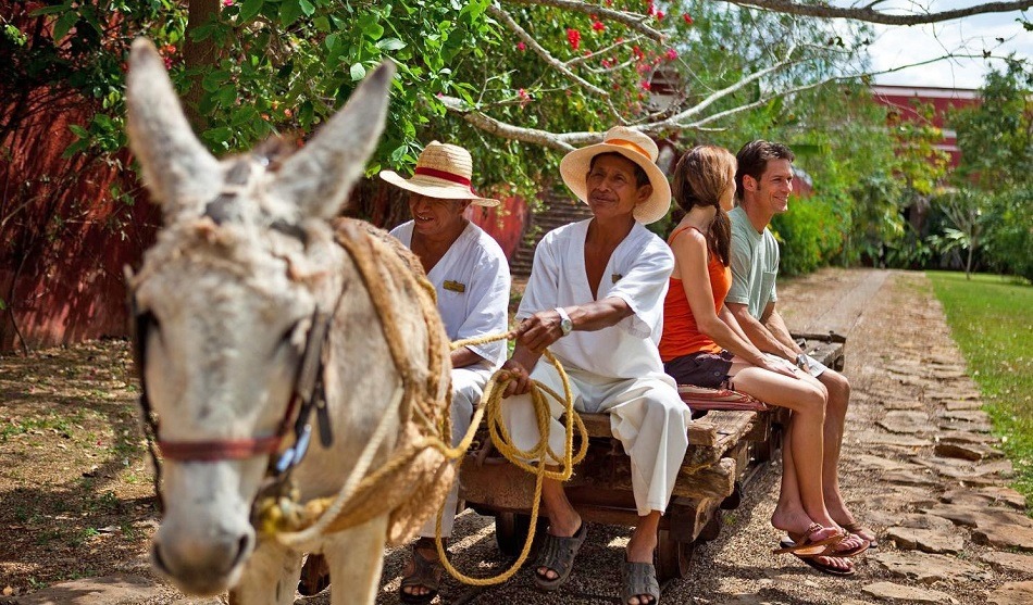 Donkey pulling a cart at a Mexican hacienda