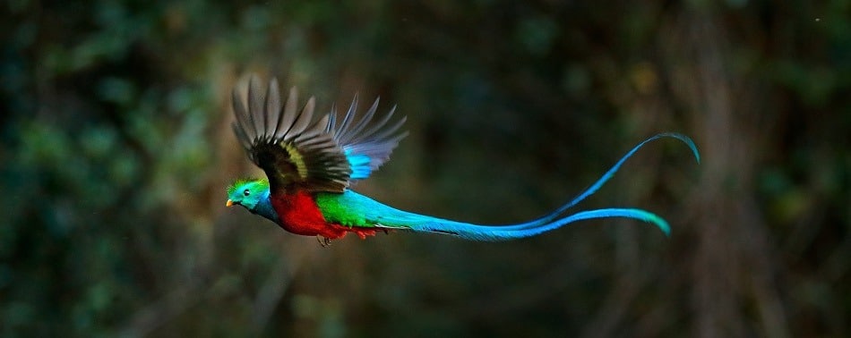 Quetzal in flight