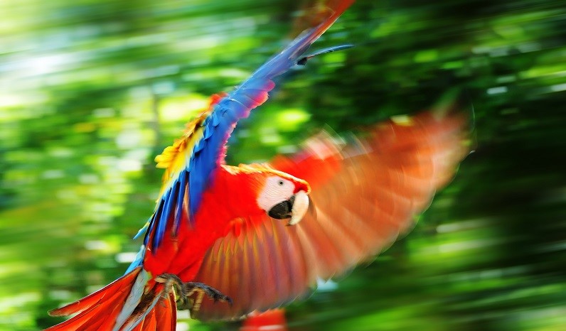 Scarlet Macaw In Copan, Honduras