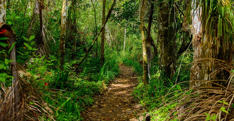 Walking trail in Topes de Collantes park, Cuba