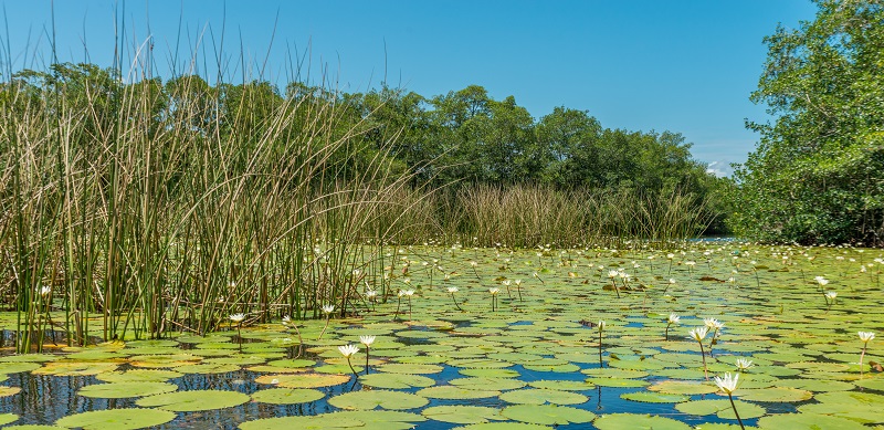 Lillies on the River Dulce