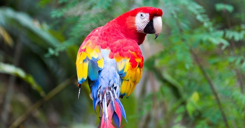 A macaw in Copan looking around