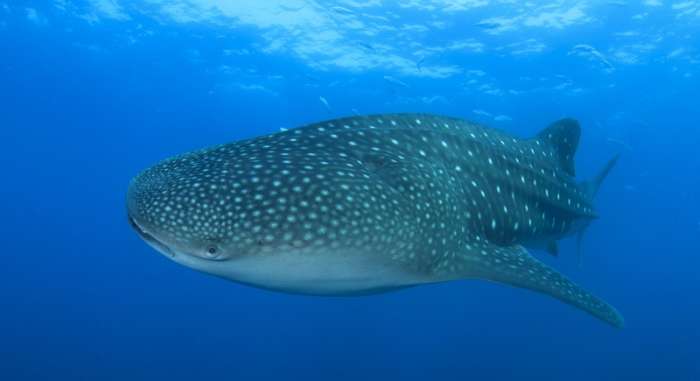 Swimming with whale sharks