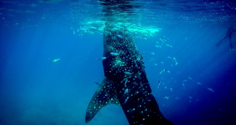 Whale Shark Tours from Holbox, Mexico