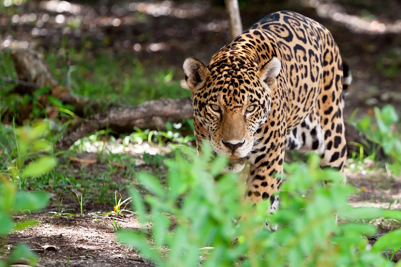 Jaguar in the Maya Forest Corridor