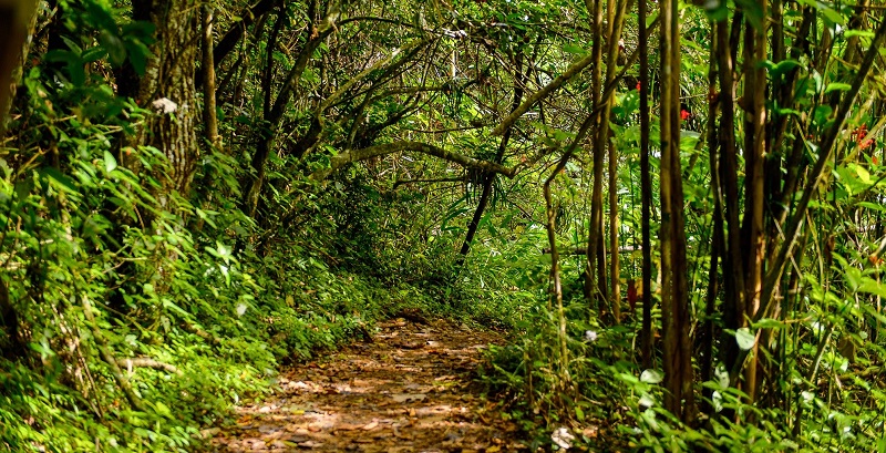 Walking trail in Topes De Collantes