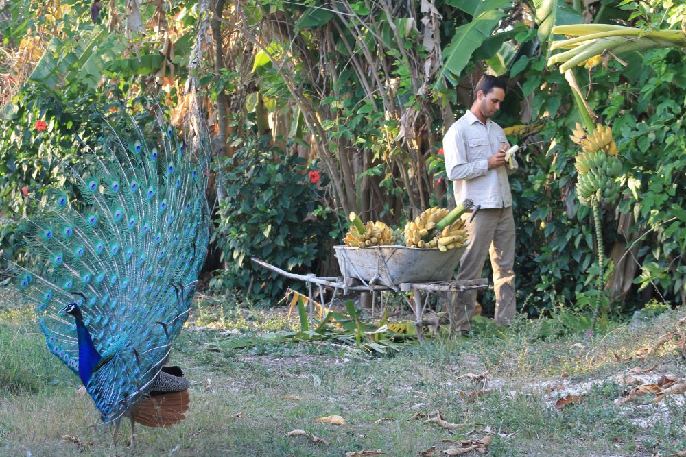 Taguasco Farm Cuba