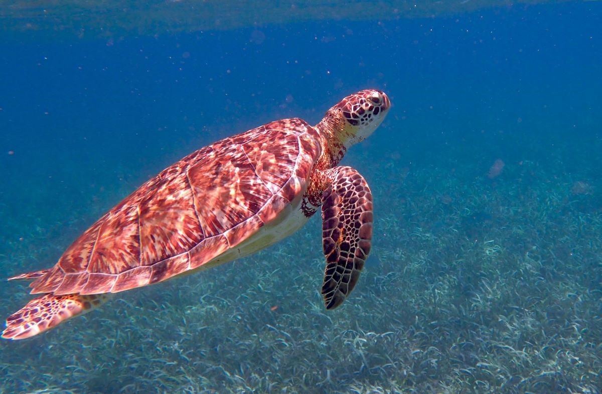 Belize Turtle Ocean