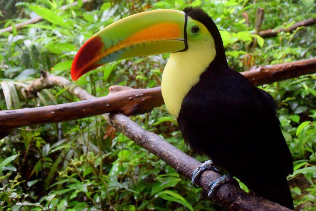 Belize Toucan