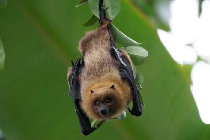 Calakmul Bat Cave