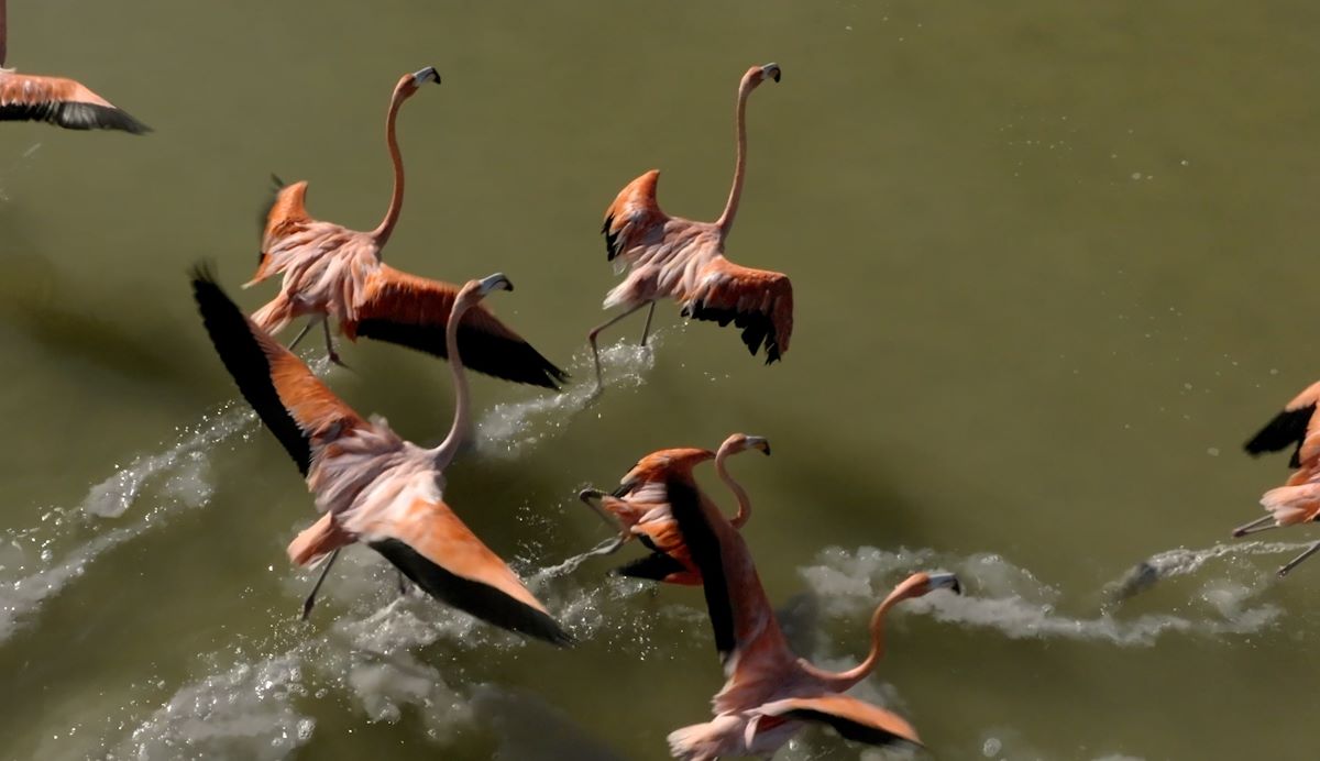 Flamingos Rio Lagartos