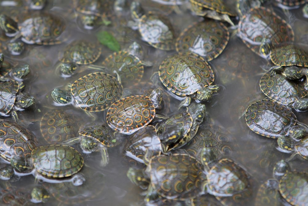 Baby Turtles Travel South East Nicaragua
